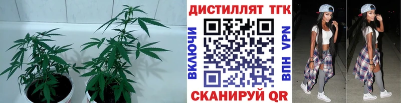 Дистиллят ТГК жижа  MEGA ссылка  Карабулак 